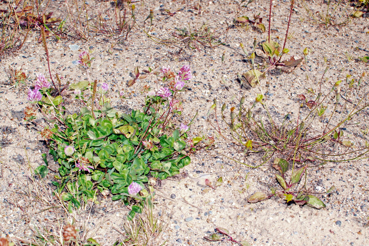 Цветы севера. - ВикТор Быстров Цветы севера. - ВикТор Быстров