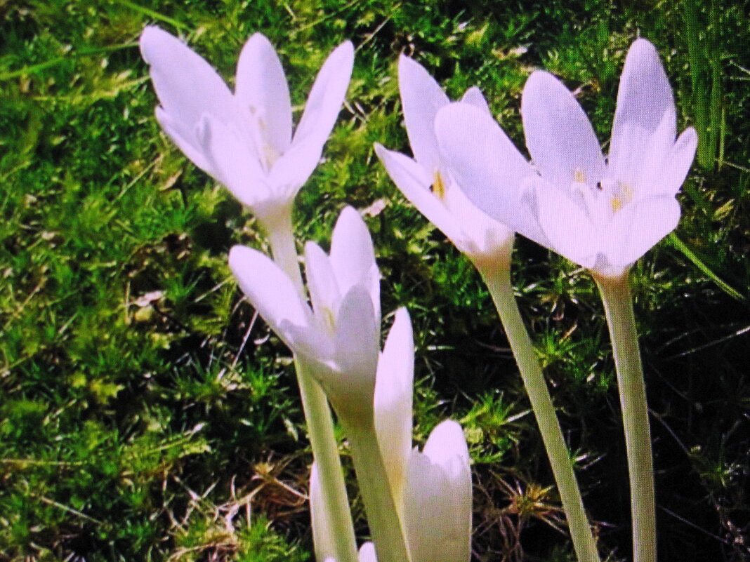 Ещё цветут безвременники - Людмила Смородинская