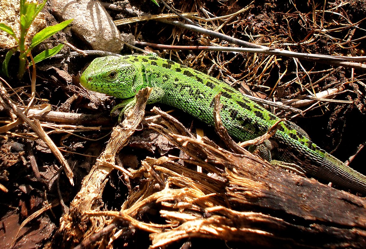 Живность - Роман Савоцкий