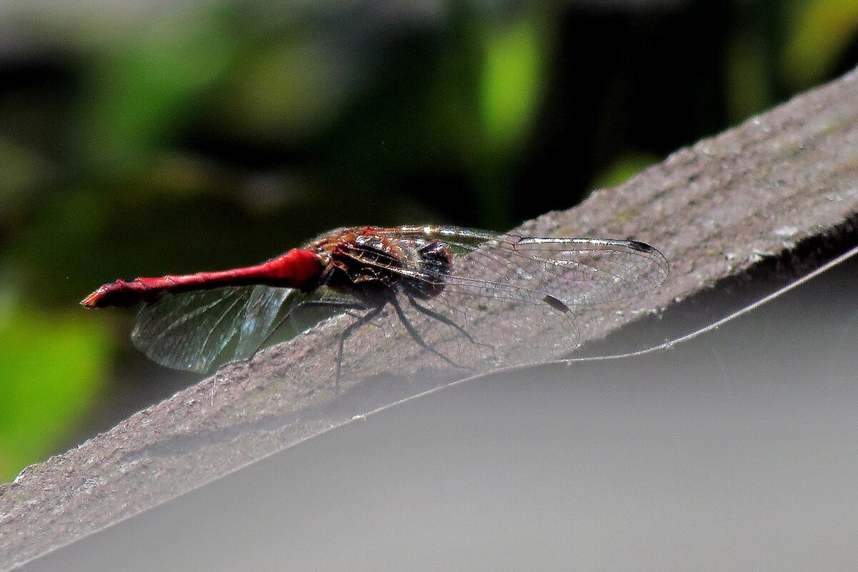 Живность - Роман Савоцкий