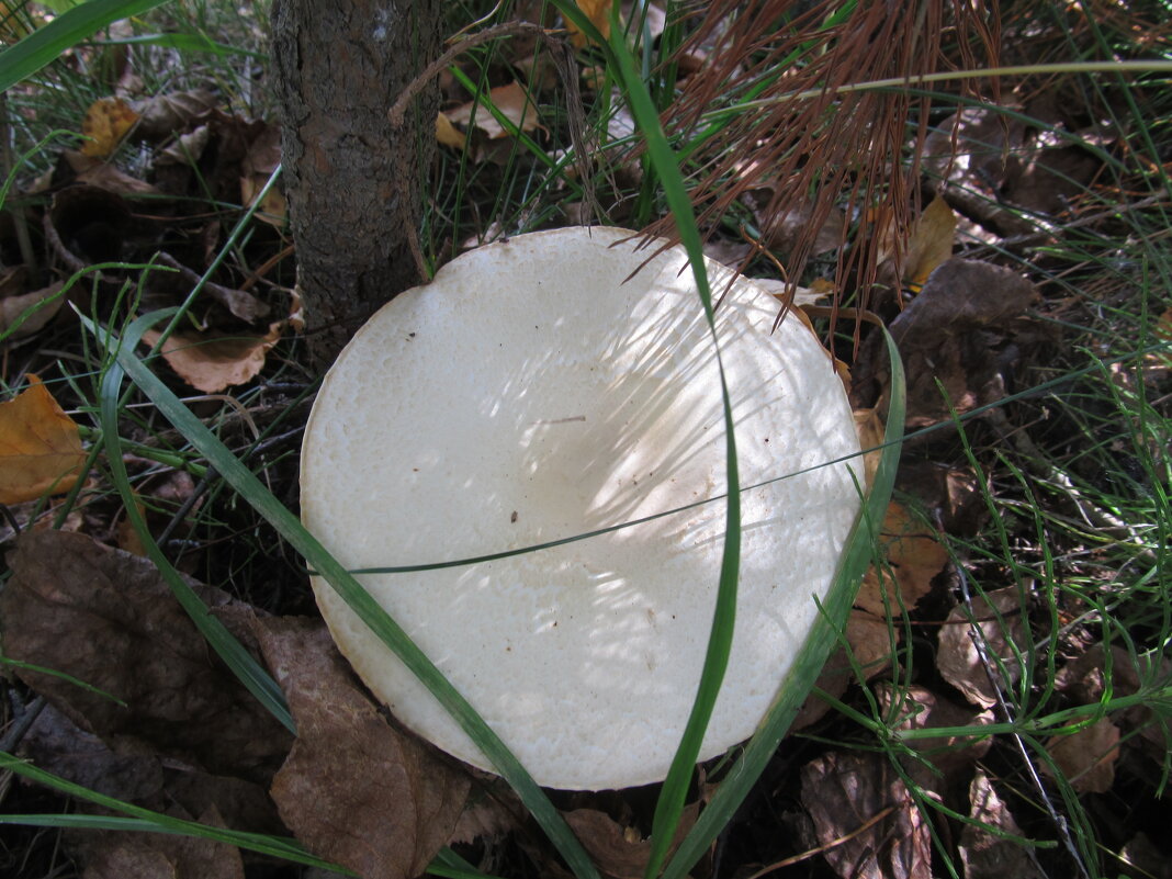 про грибы - Елена Шаламова