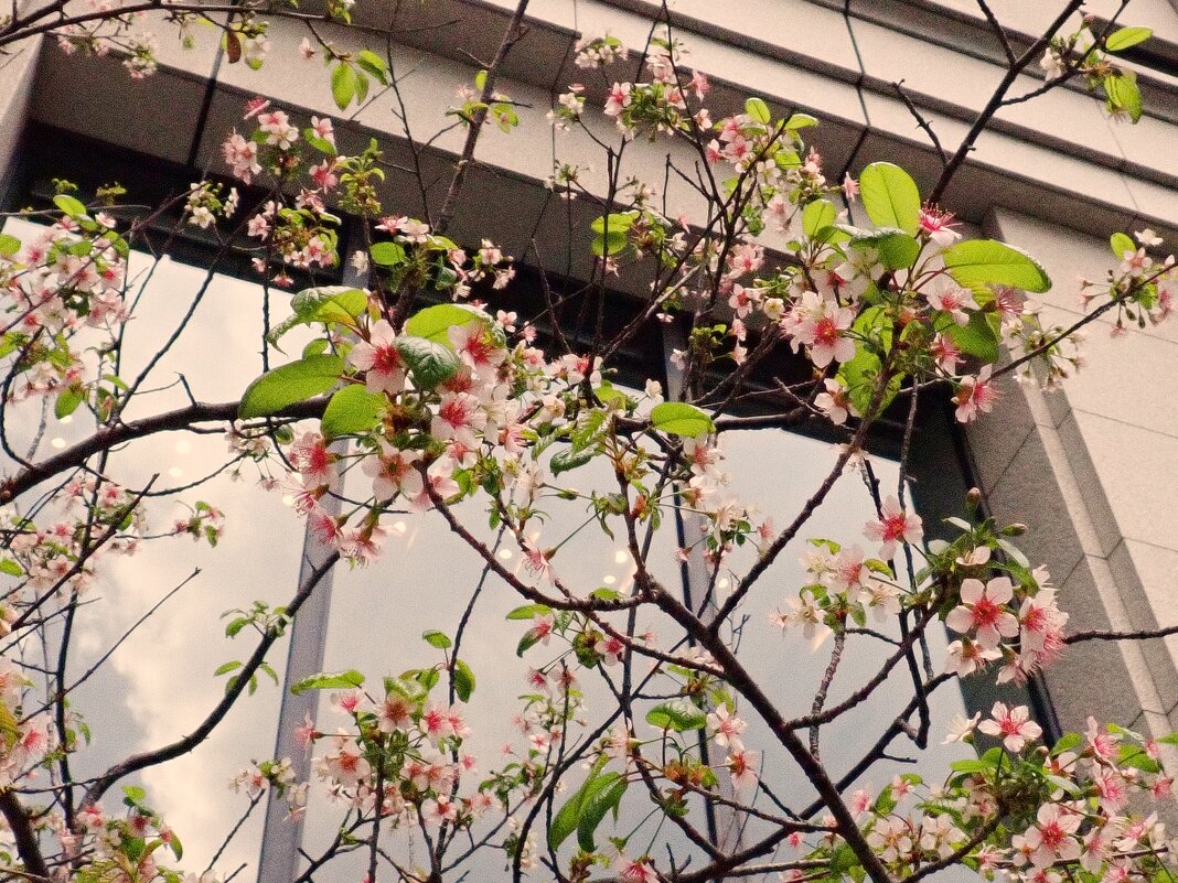 Зимняя вишня - Civetta ***