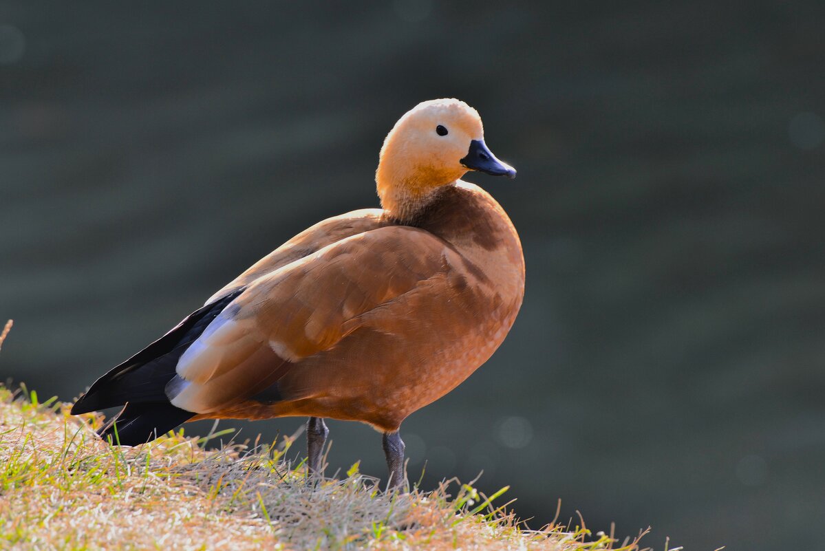 Огарь - Константин Анисимов Огарь - Константин Анисимов