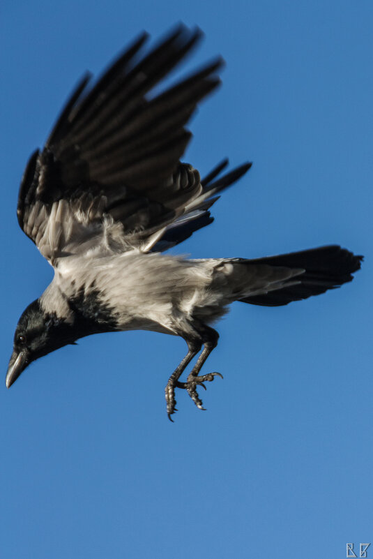 Ворона. - Chortyla Ворона. - Chortyla