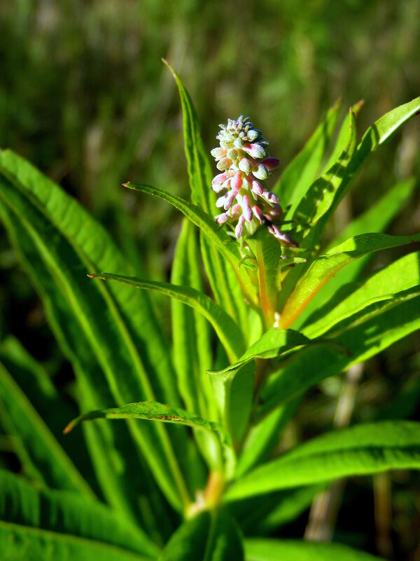 Кипрей. - nadyasilyuk Вознюк