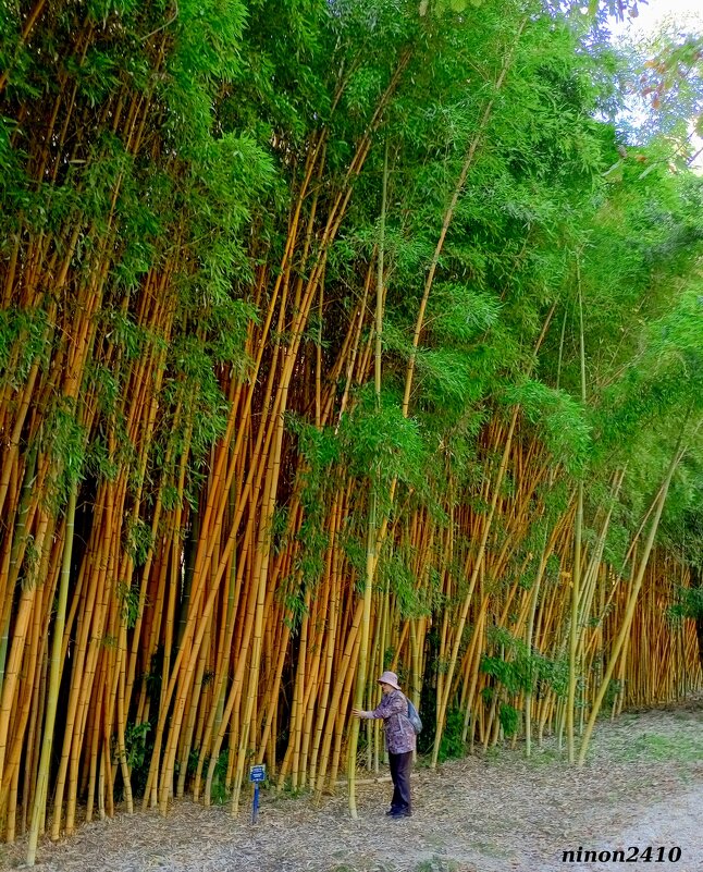Адлер. Дендропарк "Южные культуры" - Нина Бутко