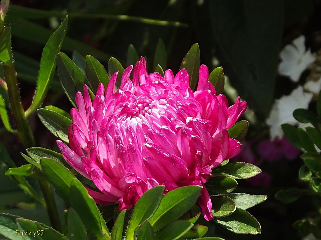 Астра - Freddy 97