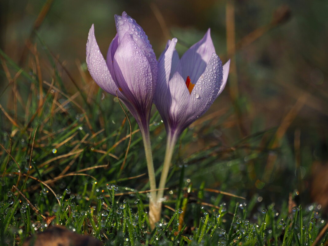 утро росистое...) - Всеволод 