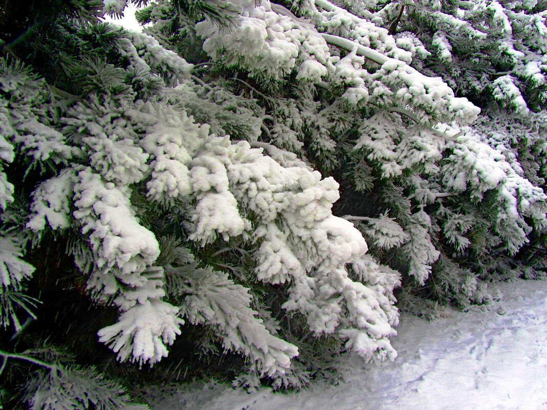 Сосны частного сектора - Сергей Карачин