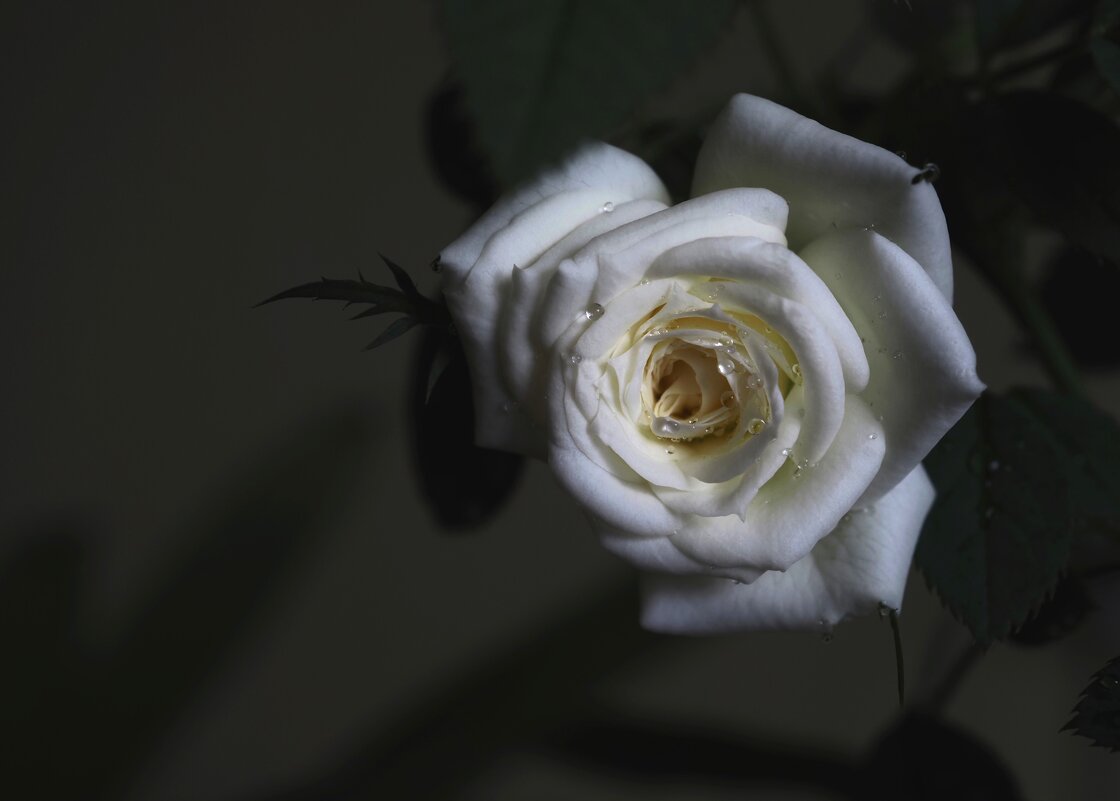 Про розу - Магомед .