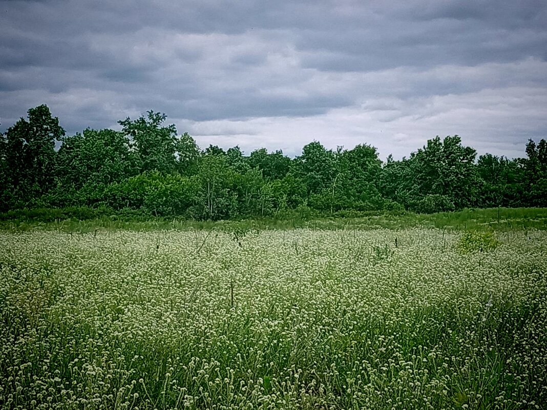 Будет дождь или нет? - Надежда 