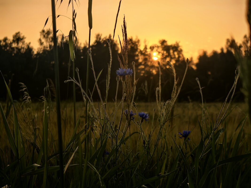 Лето - Елена 