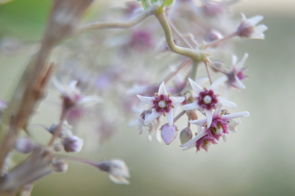 Ластовень острый, цинанхум - Надежда Куркина Ластовень острый, цинанхум - Надежда Куркина