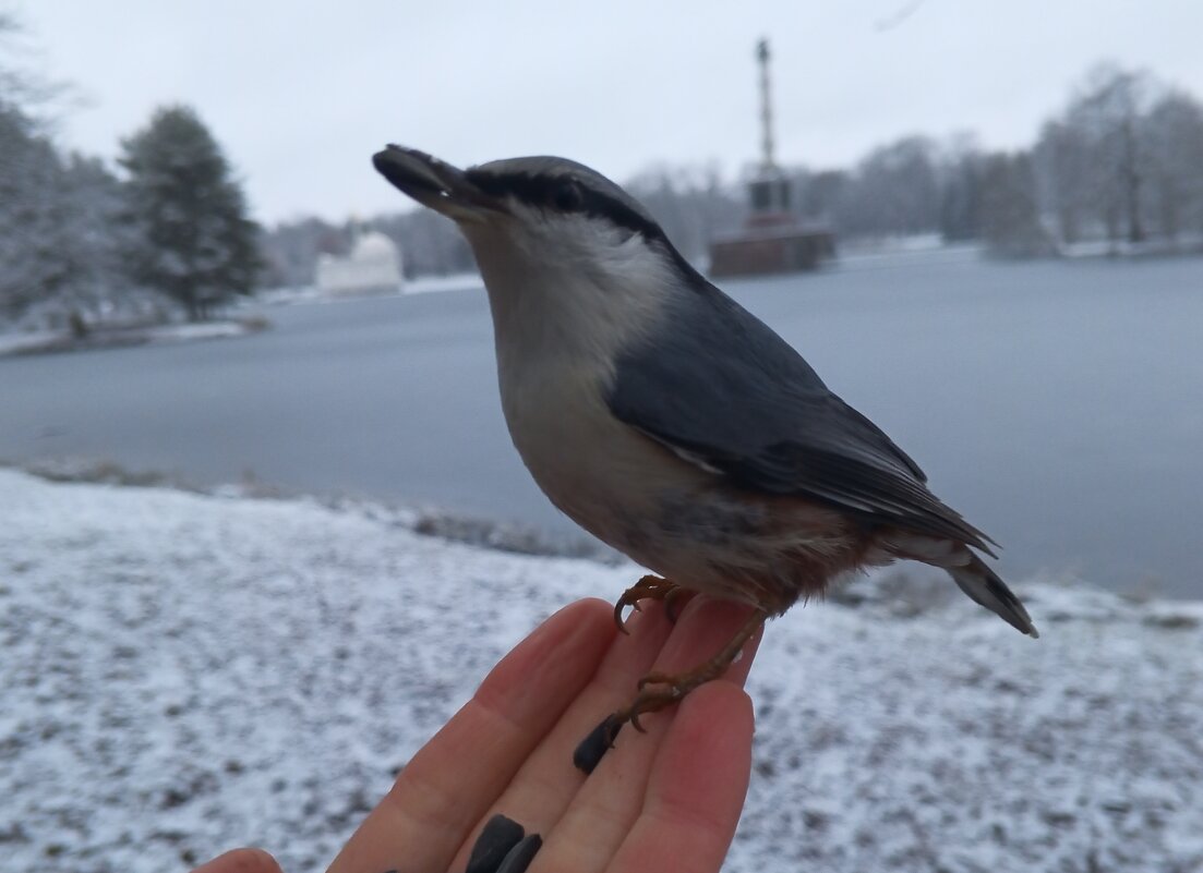 Поползень - Сапсан 