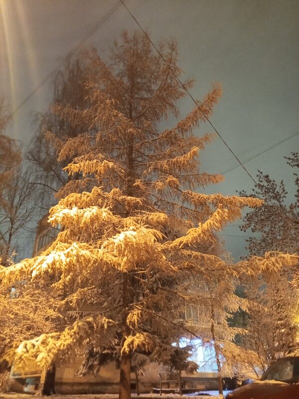 Лиственница - Сапсан 