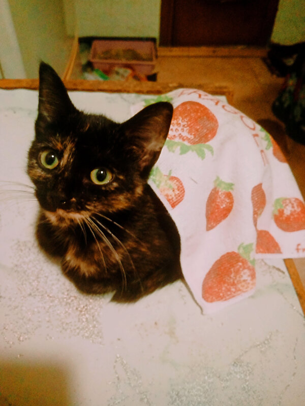 Принцесса - Сергей Кочнев