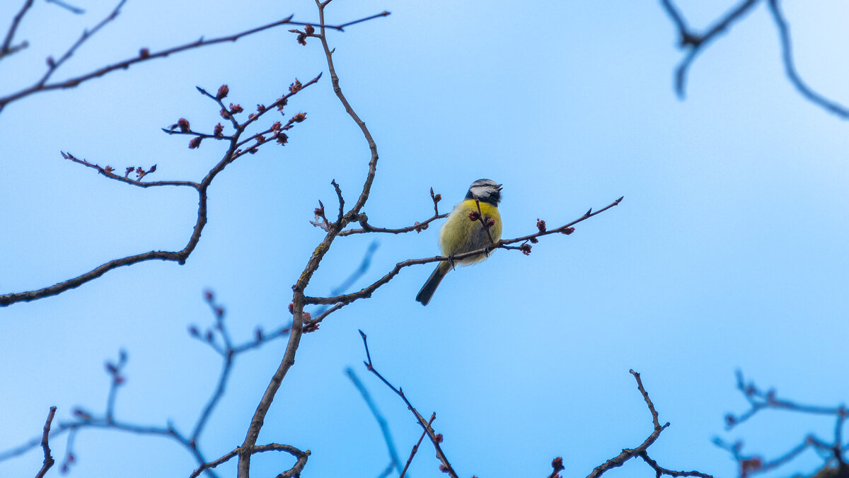 Лазоревка - Владимир Лазарев