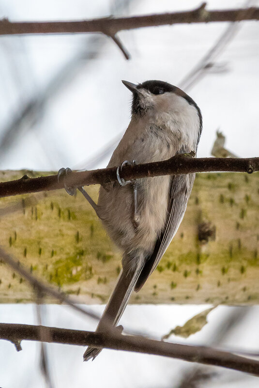 Гаичка - Владимир Лазарев Гаичка - Владимир Лазарев