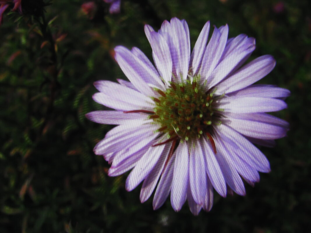 Нежная красавица - Людмила Смородинская Нежная красавица - Людмила Смородинская