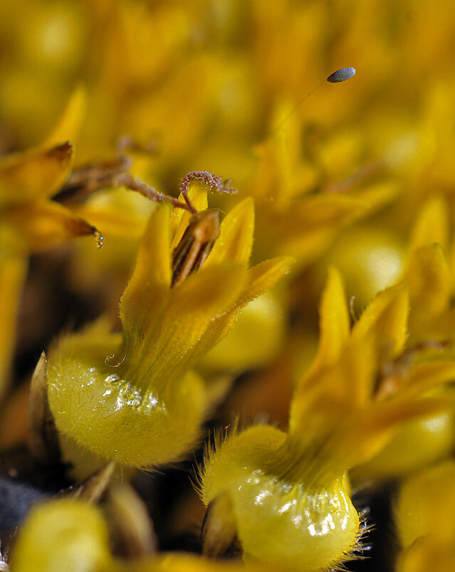 Пиууу... -- вот так плюётся цветок подсолнечника )) - Владимир Хиль Пиууу... -- вот так плюётся цветок подсолнечника )) - Владимир Хиль