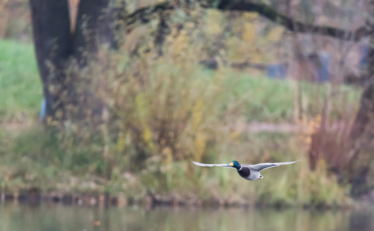 **** - Владимир Безбородов