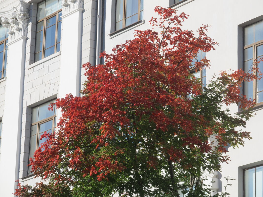 Сентябрь в Екатеринбурге - Елена Шаламова Сентябрь в Екатеринбурге - Елена Шаламова