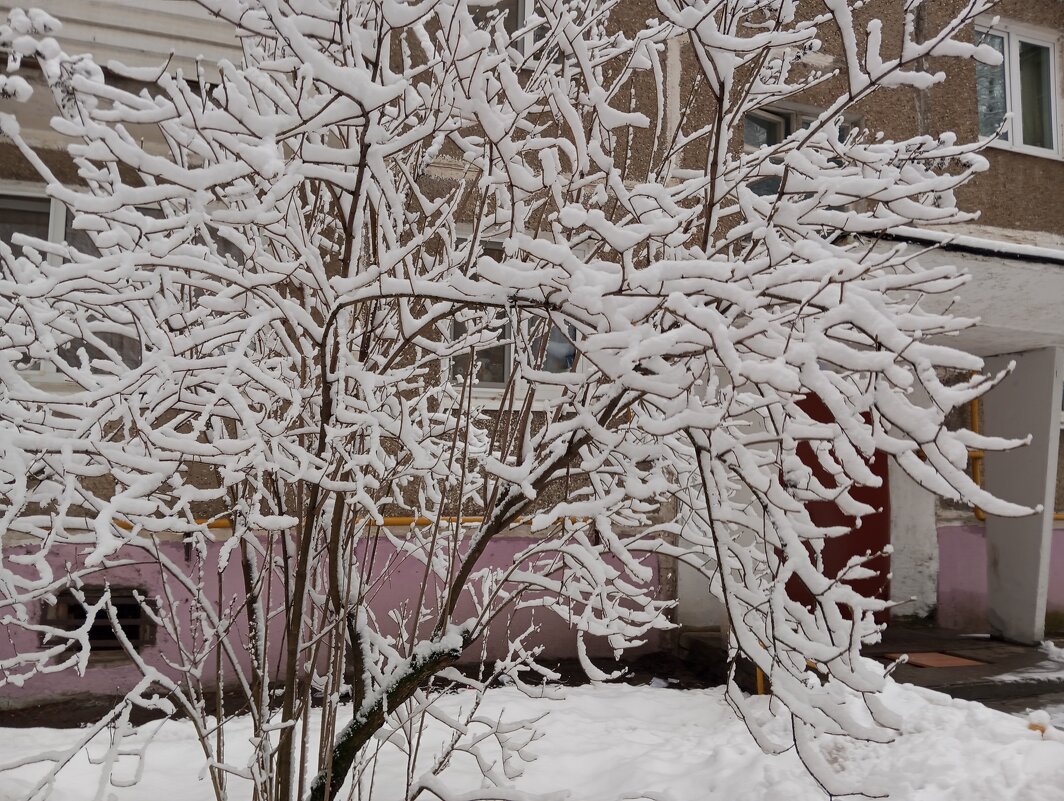 Зимой - Елена Семигина Зимой - Елена Семигина