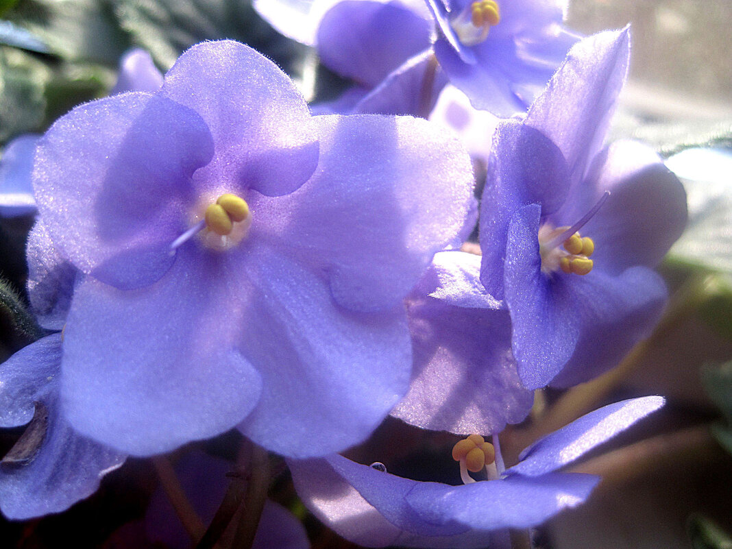 ФИАЛКА - Елена Семигина