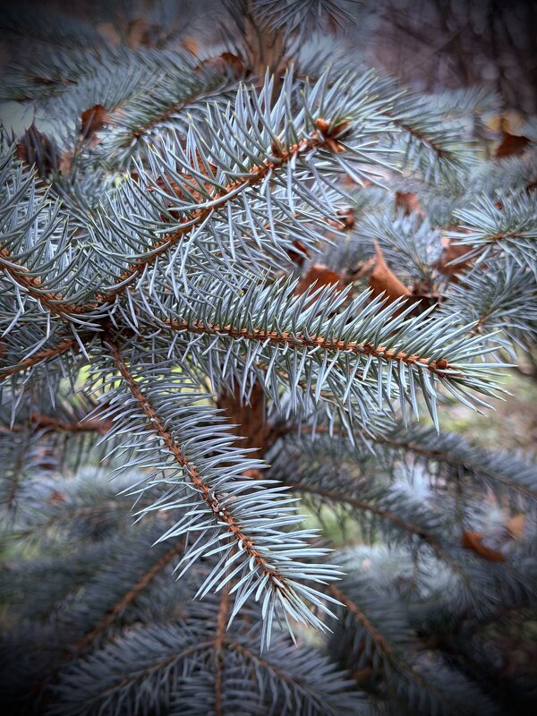 Голубая, голубая ель. - Любовь 