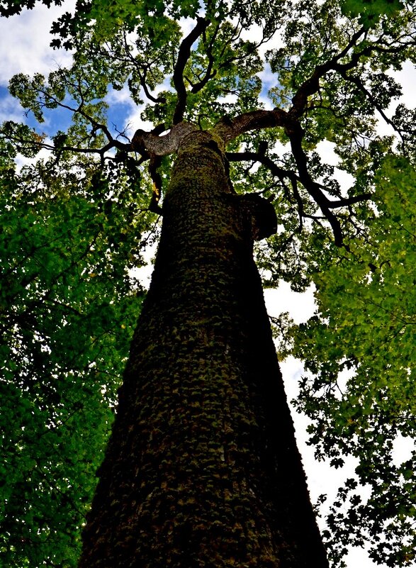 ПЕТРОВСКОЕ, вотчина Ганнибалов. - Виктор Осипчук ПЕТРОВСКОЕ, вотчина Ганнибалов. - Виктор Осипчук