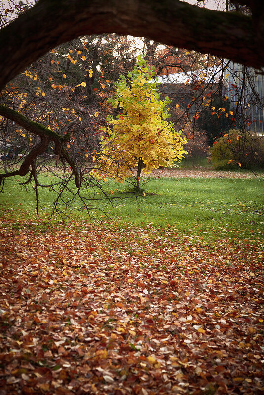 Осенняя ёлочка. - Лилия *