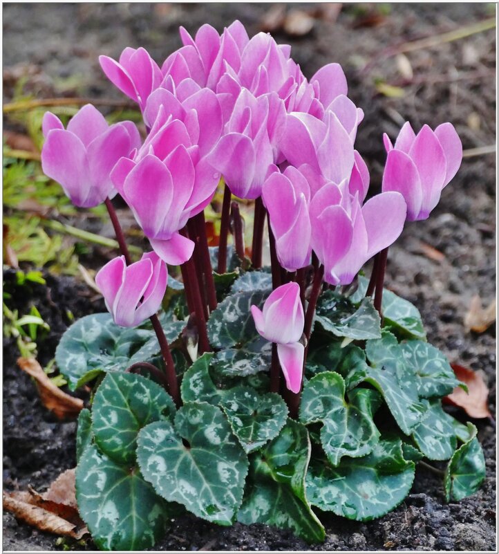 ОСЕННИЙ ПРИВЕТ!... - Elvira E. 