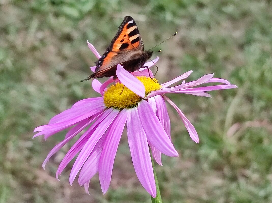 Ветерок - Валентина Богатко 