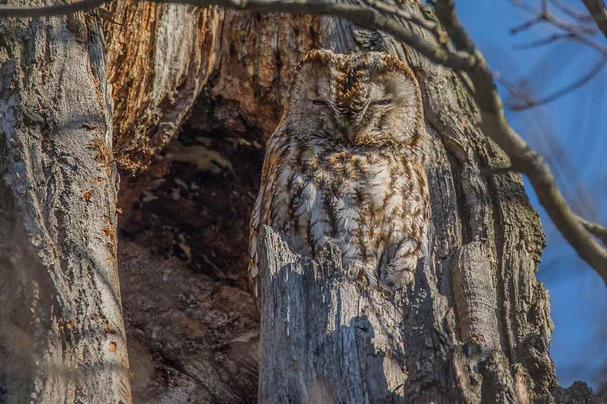 Неясыть серая. - Nik Lovec Неясыть серая. - Nik Lovec