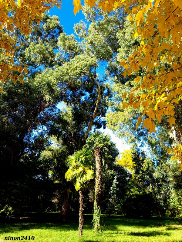 Адлер. Дендропарк "Южные культуры" - Нина Бутко Адлер. Дендропарк "Южные культуры" - Нина Бутко