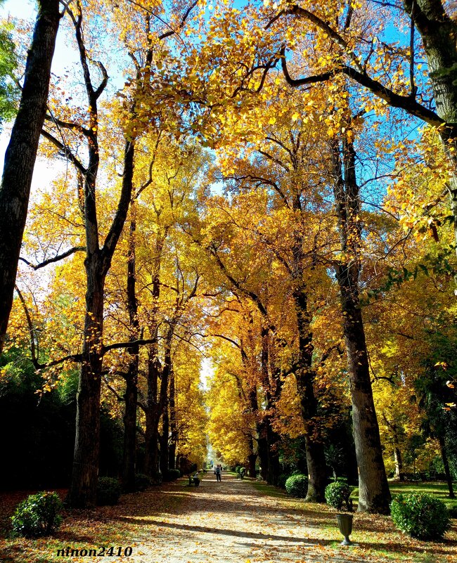 Адлер. Дендропарк "Южные культуры" - Нина Бутко Адлер. Дендропарк "Южные культуры" - Нина Бутко