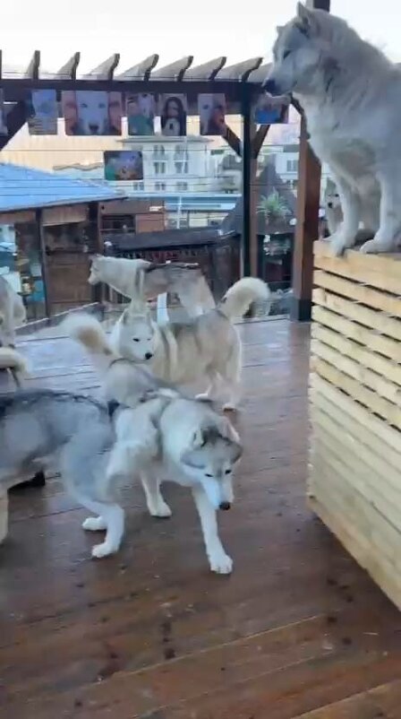 Хаски Хутор на Роза Хутор - Ирэн Хаски Хутор на Роза Хутор - Ирэн