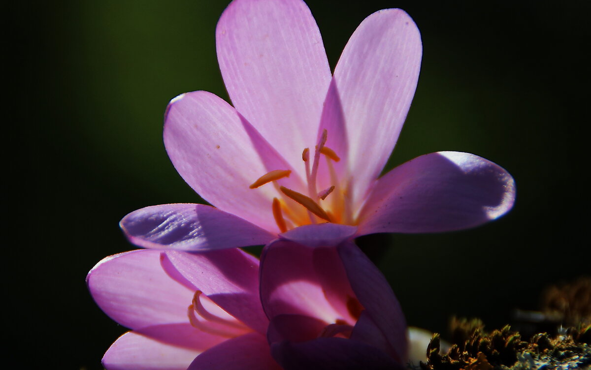 Не без времени распускается... - Татьян@ Ивановна