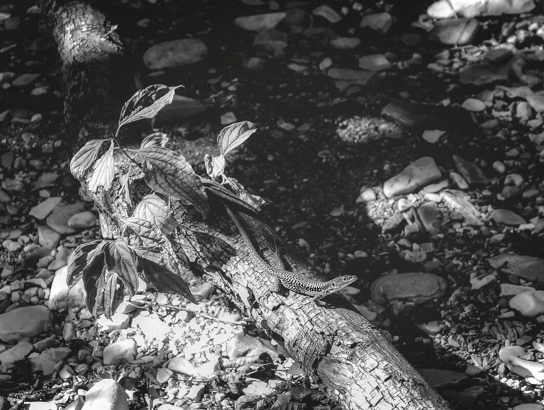 Получая энергию (чб) - Сергей Царёв Получая энергию (чб) - Сергей Царёв