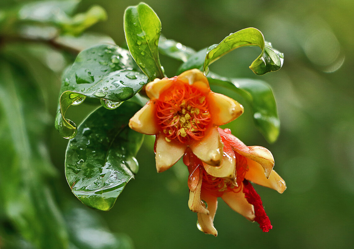 Под дождём - Светлана Под дождём - Светлана