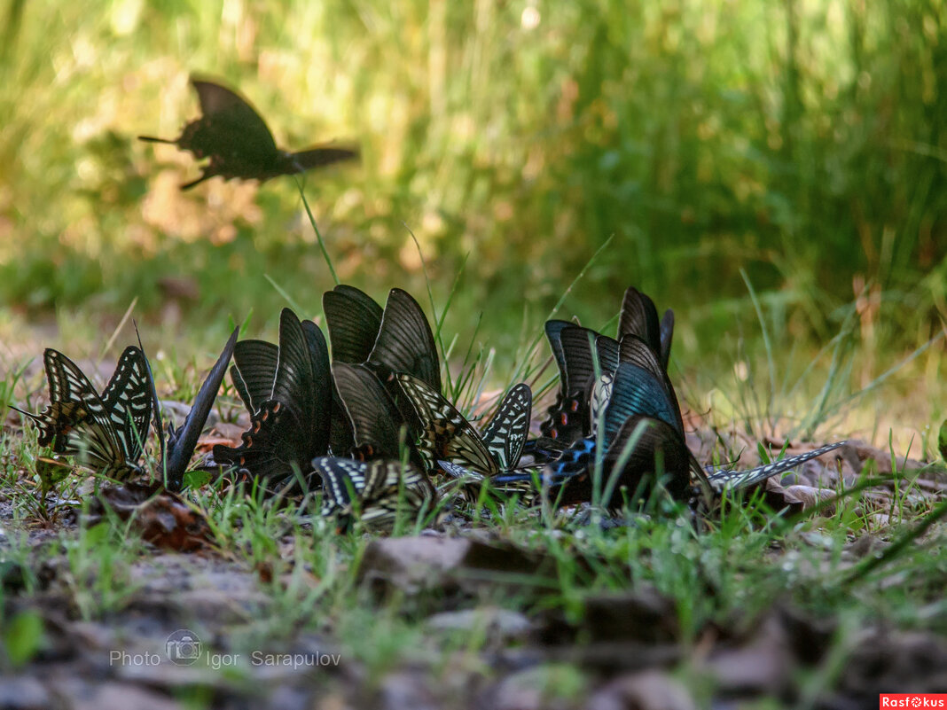 В лесной тени - Игорь Сарапулов