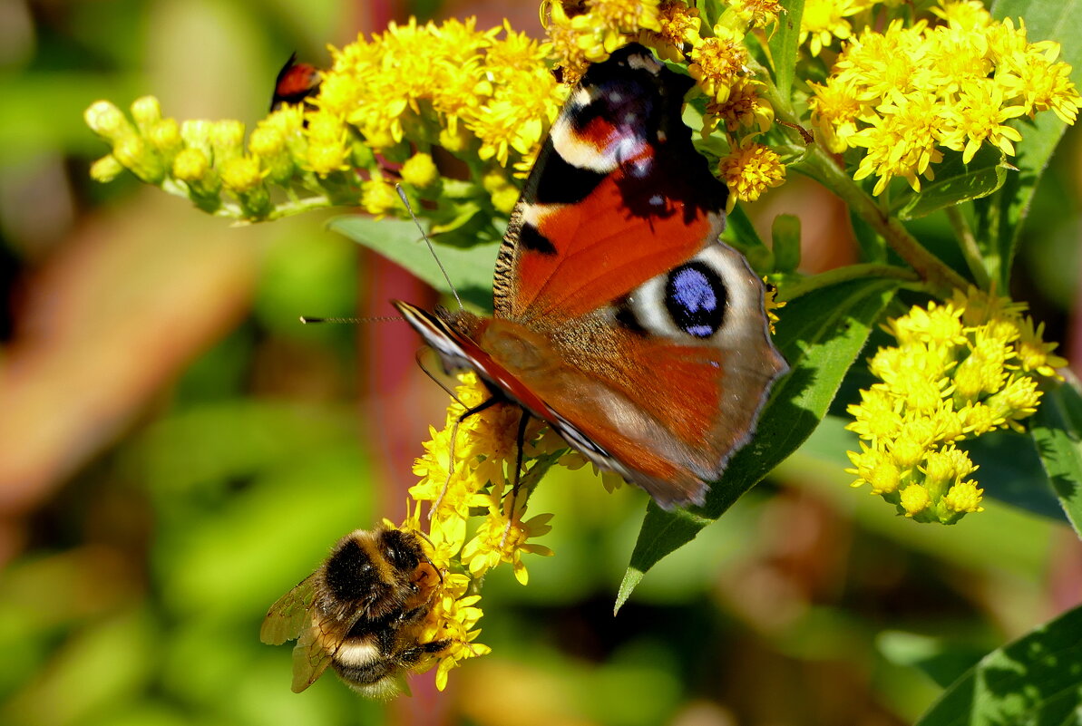 опять про бабочек...152 - Александр Прокудин опять про бабочек...152 - Александр Прокудин