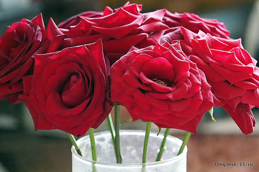 цветы для любимых - Олег Лукьянов цветы для любимых - Олег Лукьянов