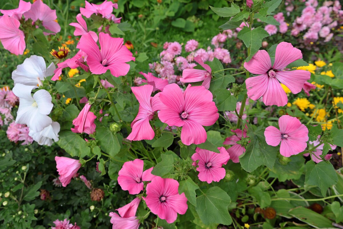 Лаватера - Сергей Карачин