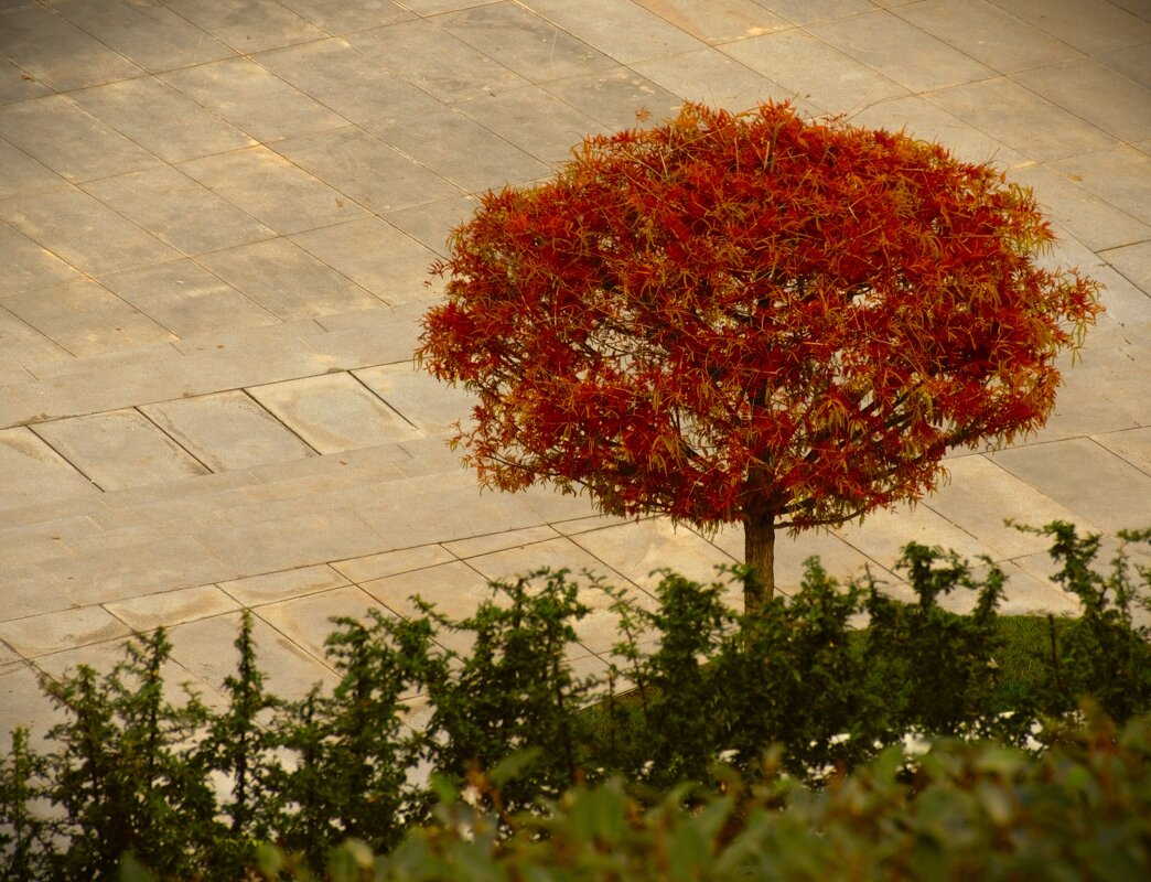 Рыжая. - Юрий Полторыхин.