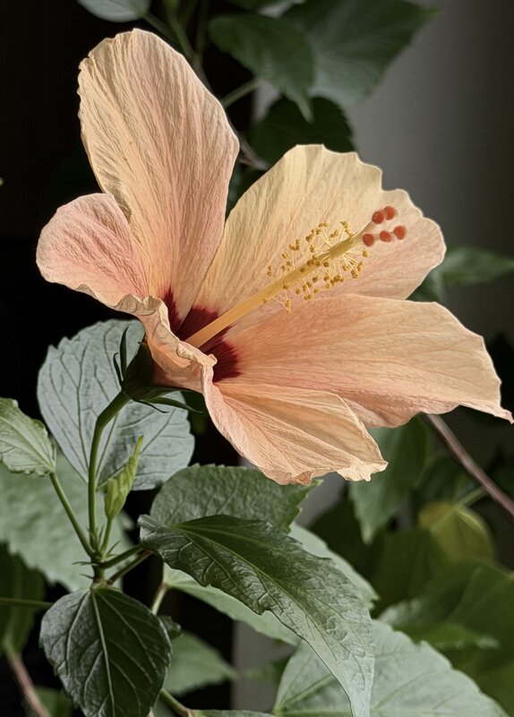 Цветет мой красавчик!) - Любовь Цветет мой красавчик!) - Любовь