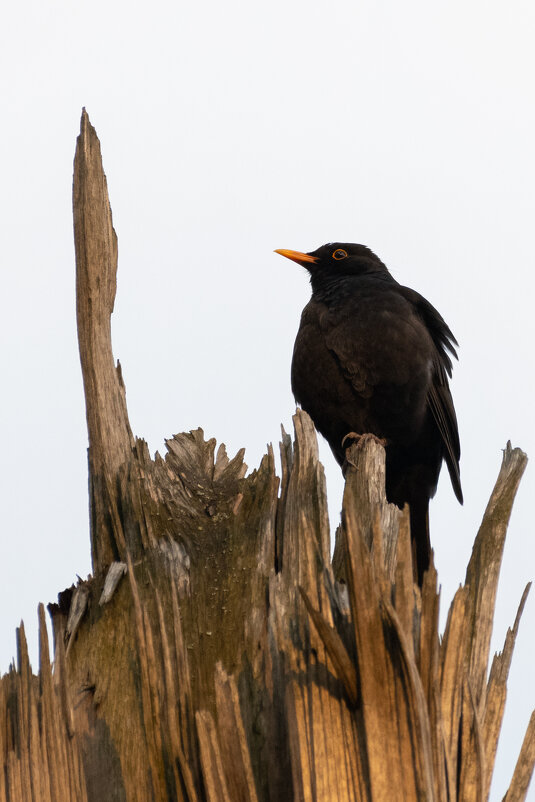 Черный дрозд - Владимир Лазарев