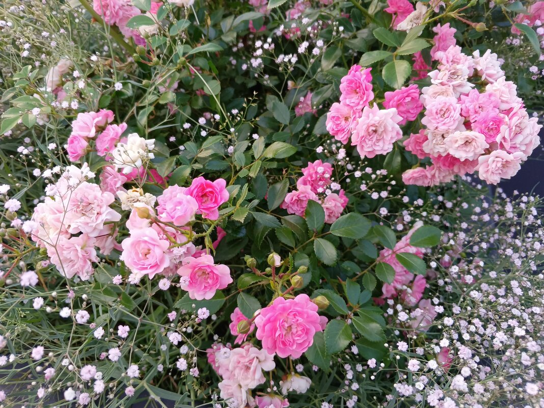 Почвопокровные розы - Любовь Сахарова Почвопокровные розы - Любовь Сахарова