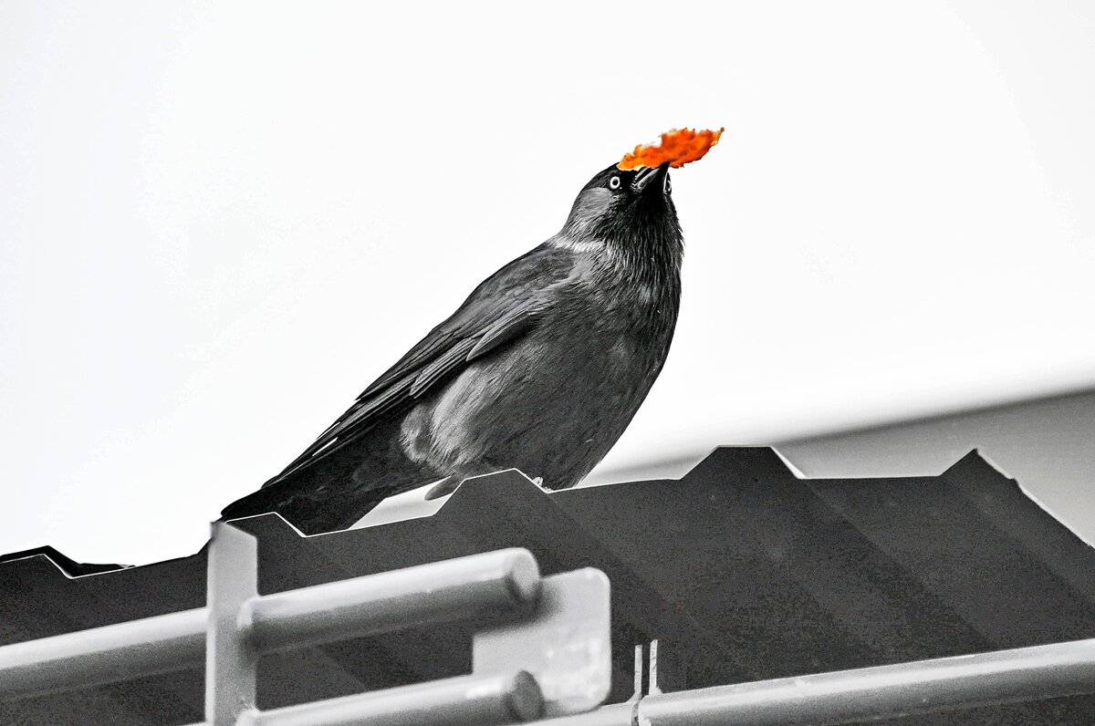 Что-то Бог послал - Валерий Иванович Что-то Бог послал - Валерий Иванович