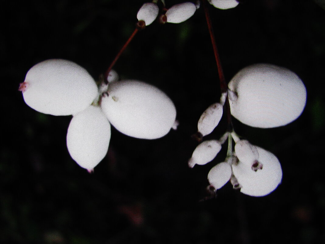 Снежноягодник - Людмила Смородинская Снежноягодник - Людмила Смородинская